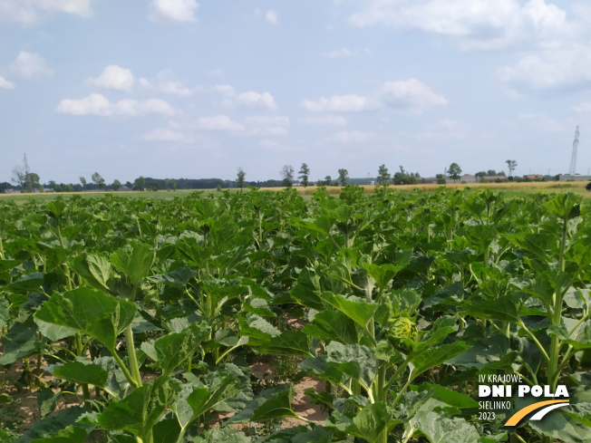 Zdjęcie 1. słonecznika 1025 L z LIDEA Seeds na polu demonstracyjnym w Sielinku 04.07.2023