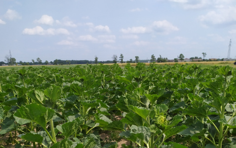 Zdjęcie słonecznika 1025 L z LIDEA Seeds na polu demonstracyjnym w Sielinku 04.07.2023