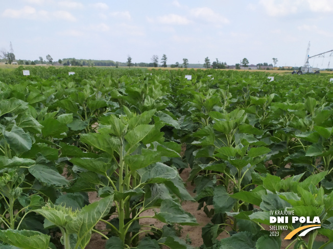 Zdjęcie 1. słonecznika NX_11181 SY z Syngenta na polu demonstracyjnym w Sielinku 04.07.2023