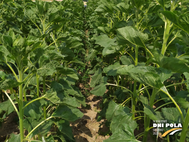 Zdjęcie 2. słonecznika SYSTEM UPRAWY ROLI - STRIP-TILL z Uniwersytetu Przyrodniczego w Poznaniu na polu demonstracyjnym w Sielinku 04.07.2023