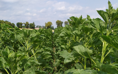 Zdjęcie słonecznika SYSTEM UPRAWY ROLI - STRIP-TILL z Uniwersytetu Przyrodniczego w Poznaniu na polu demonstracyjnym w Sielinku 04.07.2023