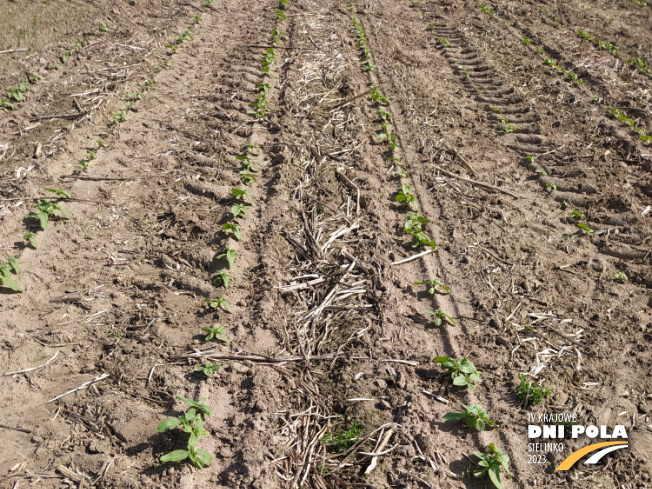 Zdjęcie 1. słonecznika SYSTEM UPRAWY ROLI - STRIP-TILL z Uniwersytetu Przyrodniczego w Poznaniu na polu demonstracyjnym w Sielinku 22.05.2023