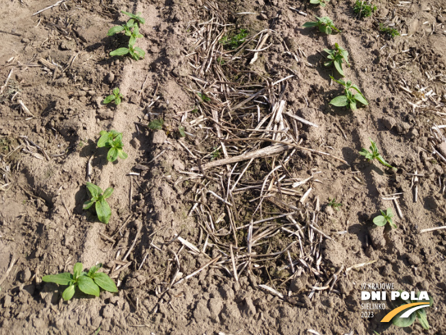 Zdjęcie 3. słonecznika SYSTEM UPRAWY ROLI - STRIP-TILL z Uniwersytetu Przyrodniczego w Poznaniu na polu demonstracyjnym w Sielinku 22.05.2023