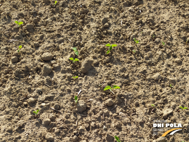 Zdjęcie 1. soi ES Comandor (LOZ) z LIDEA Seeds na polu demonstracyjnym w Sielinku 22.05.2023