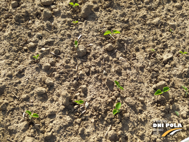 Zdjęcie 2. soi ES Comandor (LOZ) z LIDEA Seeds na polu demonstracyjnym w Sielinku 22.05.2023