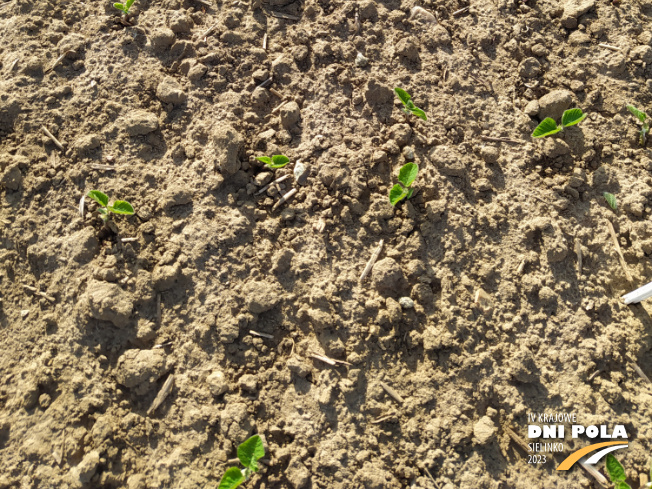 Zdjęcie 3. soi ES Comandor (LOZ) z LIDEA Seeds na polu demonstracyjnym w Sielinku 22.05.2023