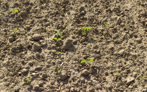 Zdjęcie soi ES COMANDOR (LOZ) z LIDEA Seeds na polu demonstracyjnym w Sielinku 22.05.2023