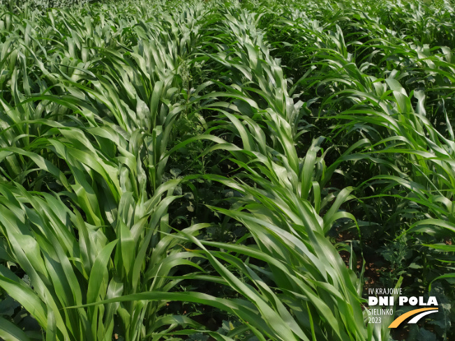 Zdjęcie 2. sorgo KARIM z AGRONAS na polu demonstracyjnym w Sielinku 04.07.2023