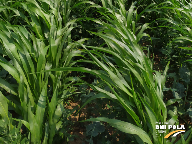 Zdjęcie 3. sorgo KARIM z AGRONAS na polu demonstracyjnym w Sielinku 04.07.2023