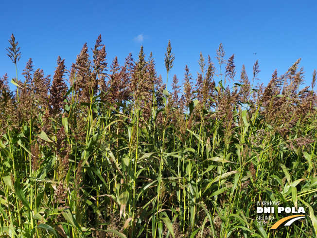 Zdjęcie 1. sorgo Karim z AGRONAS na polu demonstracyjnym w Sielinku 17.10.2023