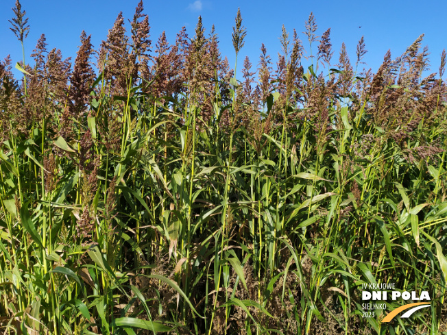 Zdjęcie 2. sorgo Karim z AGRONAS na polu demonstracyjnym w Sielinku 17.10.2023