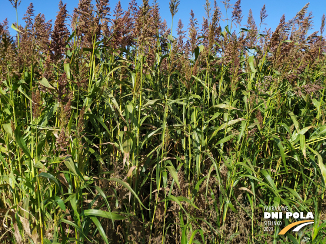 Zdjęcie 3. sorgo Karim z AGRONAS na polu demonstracyjnym w Sielinku 17.10.2023