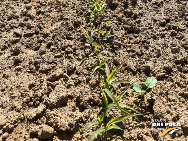 Zdjęcie 1. sorgo KARIM z AGRONAS na polu demonstracyjnym w Sielinku 31.05.2023