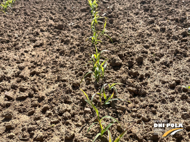 Zdjęcie 3. sorgo KARIM z AGRONAS na polu demonstracyjnym w Sielinku 31.05.2023