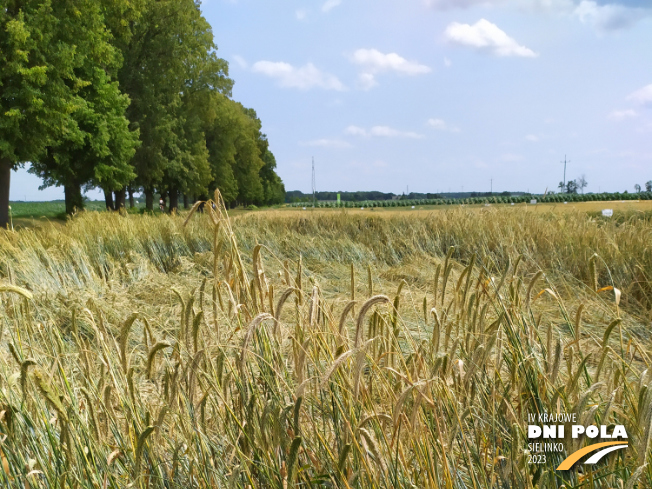 Zdjęcie 1. Żyta ozimego ARVALUS F1 z AGROCHEST na polu demonstracyjnym w Sielinku 04.07.2023