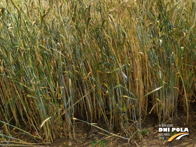 Zdjęcie 3. Żyta ozimego ARVALUS F1 z AGROCHEST na polu demonstracyjnym w Sielinku 04.07.2023