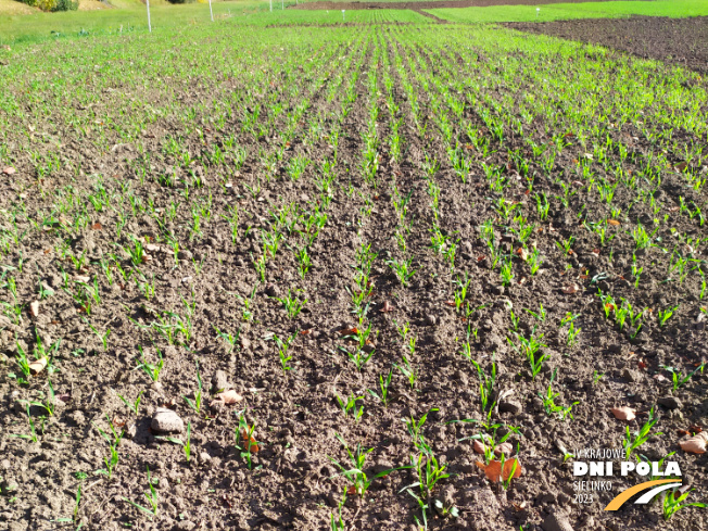 Zdjęcie 1. Żyta ozimego Arvalus F1 z AGROCHEST na polu demonstracyjnym w Sielinku 17.10.2022