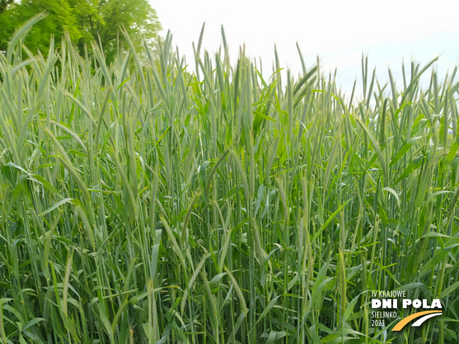 Zdjęcie 1. Żyta ozimego ARVALUS F1 z AGROCHEST na polu demonstracyjnym w Sielinku 19.05.2023