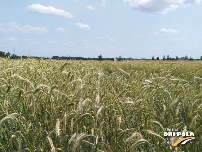 Zdjęcie 1. Żyta ozimego KWS DOLARO (LOZ) z KWS POLSKA na polu demonstracyjnym w Sielinku 04.07.2023