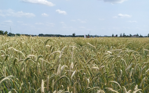 Zdjęcie Żyta ozimego KWS DOLARO (LOZ) z KWS POLSKA na polu demonstracyjnym w Sielinku 04.07.2023