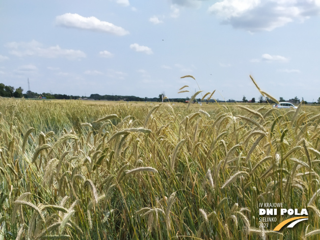 Zdjęcie 1. Żyta ozimego KWS SERAFINO (LOZ) z KWS POLSKA na polu demonstracyjnym w Sielinku 04.07.2023